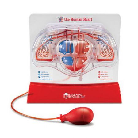 Ajándékok 8 éves gyerekeknek - Learning-Resources-Set-educativ-copii-Cum-functioneaza-inima