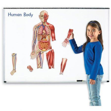 Black Friday játékok - Learning-Resources-Macheta-corpul-uman-Set-magnetic