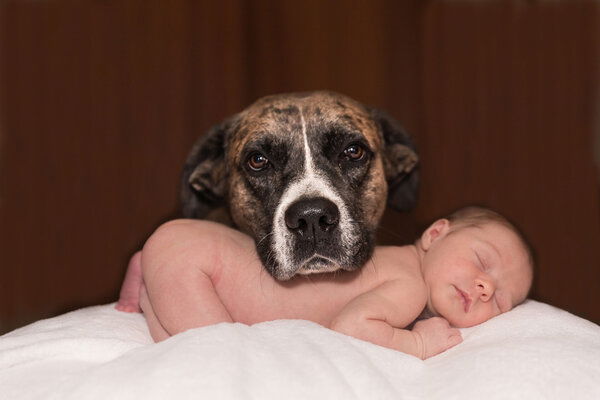 Bebelusi si animale de companie – la ce trebuie sa fie atenti parintii?