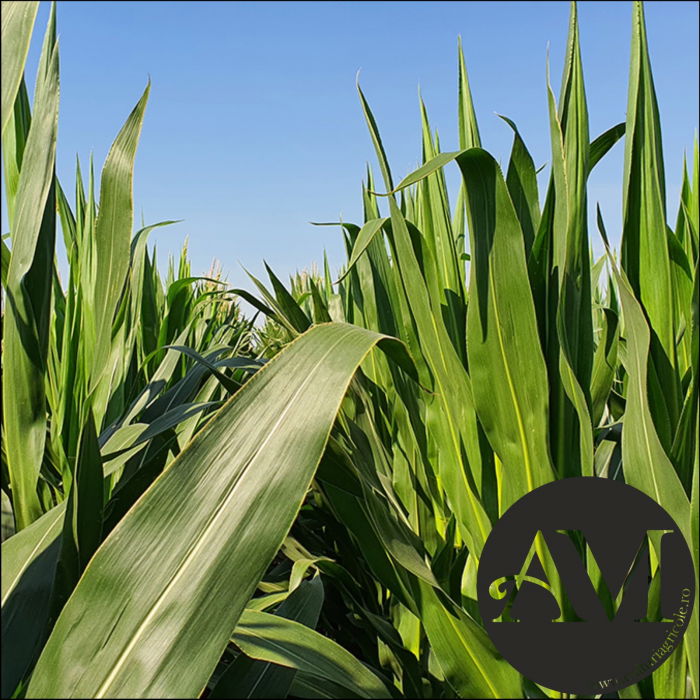 Semințe porumb semi-tardiv LG 31.415 (Invador) grupa FAO 400-440 [3]