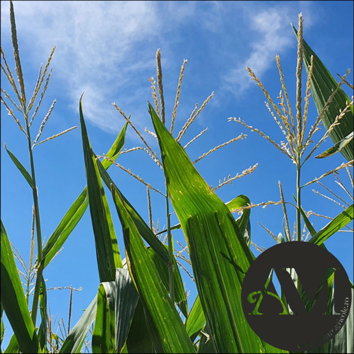 Semințe porumb semi-tardiv LG 31.415 (Invador) grupa FAO 400-440 [2]