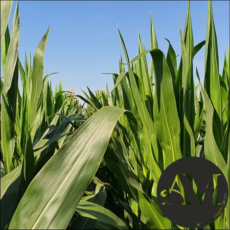 Semințe porumb semi-tardiv LG 31.415 (Invador) grupa FAO 400-440 [2]