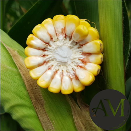 Semințe porumb semi-tardiv LG 31.415 (Invador) grupa FAO 400-440 [4]