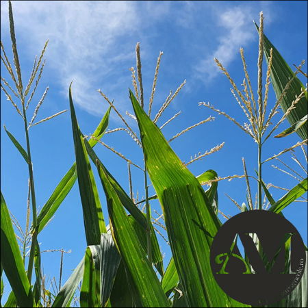 Semințe porumb semi-tardiv LG 31.415 (Invador) grupa FAO 400-440 [1]