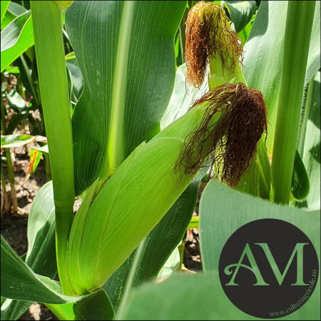 Semințe porumb semi-tardiv LG 31.415 (Invador) grupa FAO 400-440 [3]