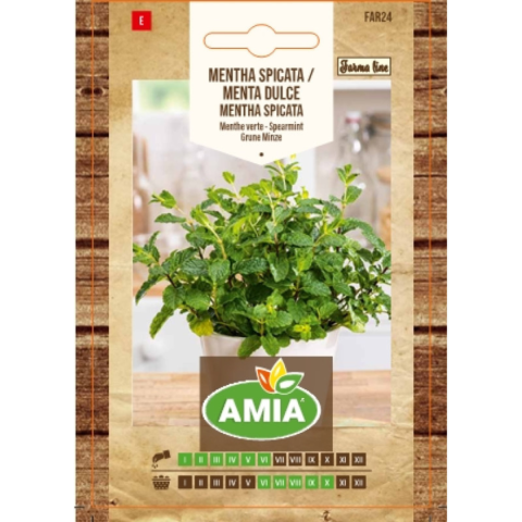 Bulbi, seminte si rasaduri - Seminte de menta spicata/menta dulce, Amia Mentha spicata