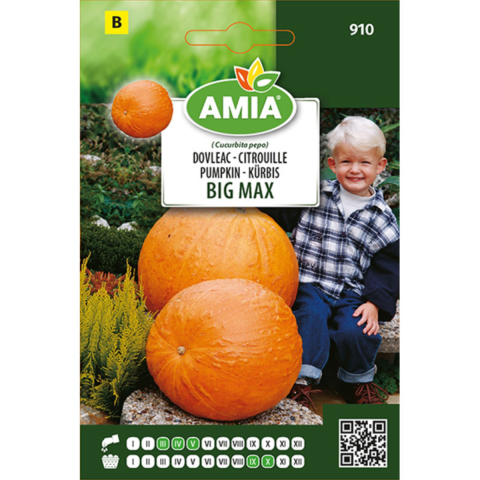 Casa, Gradina & Bricolaj - Seminte de dovleac comestibil Big Max Amia, 2 g