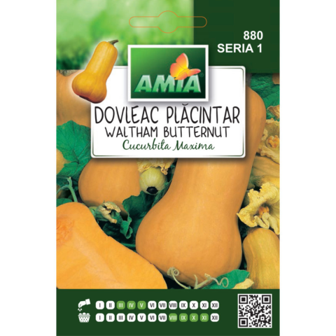 Bulbi, seminte si rasaduri - Seminte de dovleac placintar Waltham Butternut Amia, 1 g