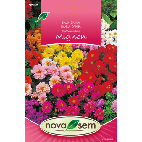 Casa, Gradina & Bricolaj - Seminte de flori dalia pitica amestec Novasem, 0,4 g