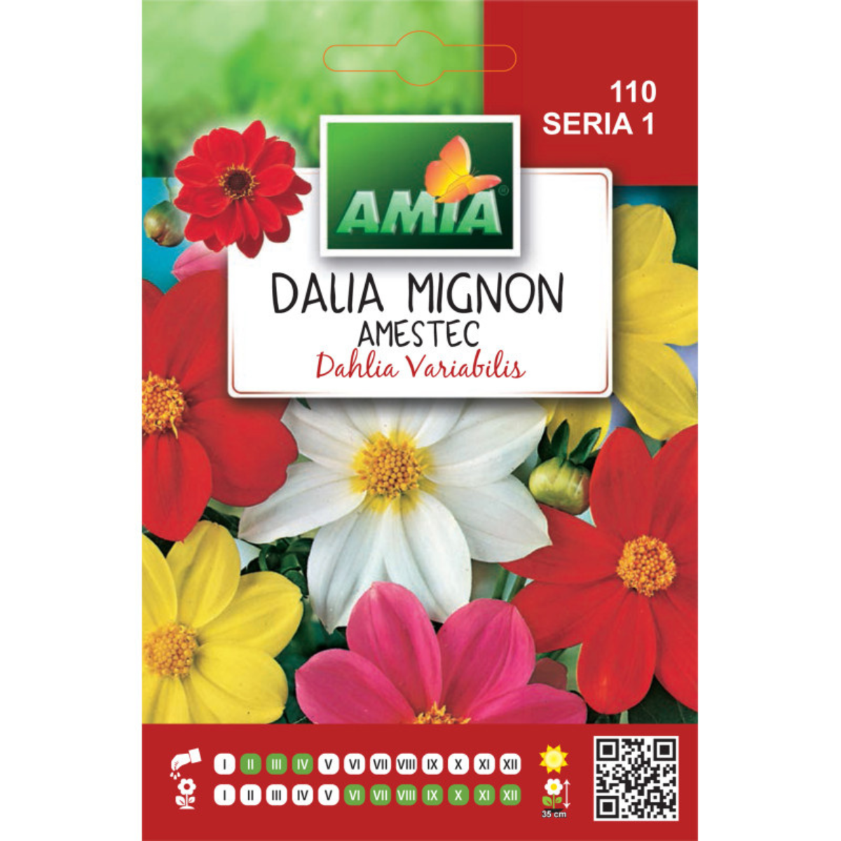 Seminte de flori Amia Dalhia mignon amestec culori 0,5 g [0]