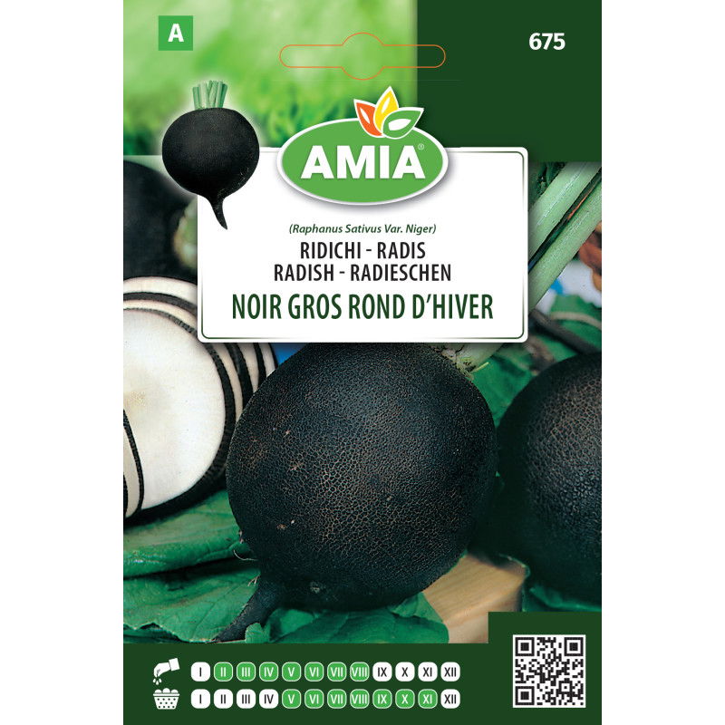 Seminte de ridichi negre Amia Noir gros Rond D'hiver 7 g [0]