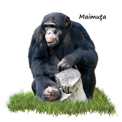 Animale salbatice [2]