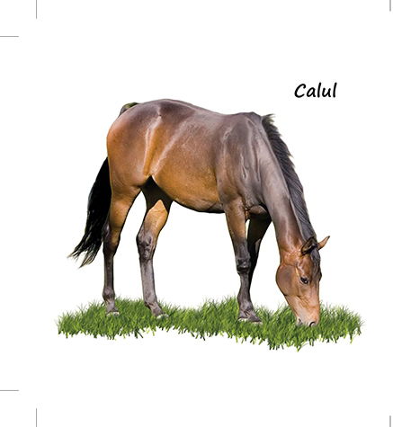 Animale si pasari domestice [2]