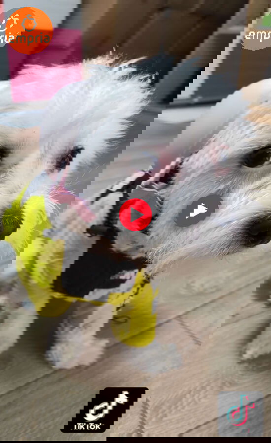 imagine cu Lulu cu trimitere catre contul de tiktok al magazinului empria in care se exemplifica cum se face acomodarea cu castile antifonice