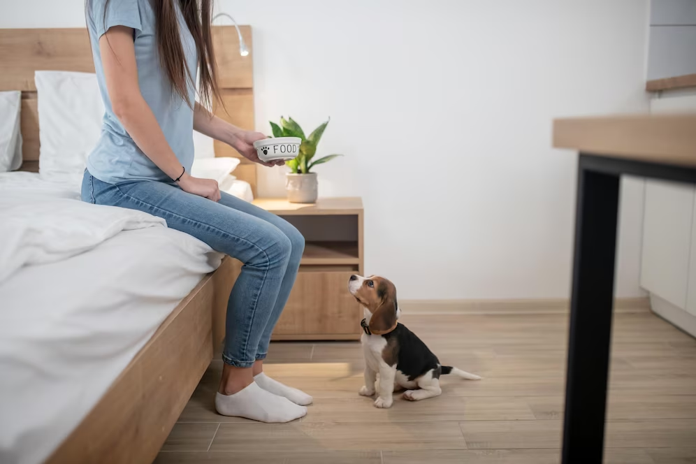 catel care isi asteapta cuminte mancarea 