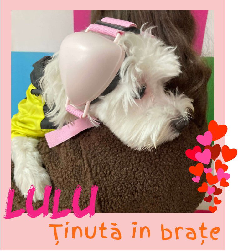 Lulu tinuta in brate cu castile antifonice in brate