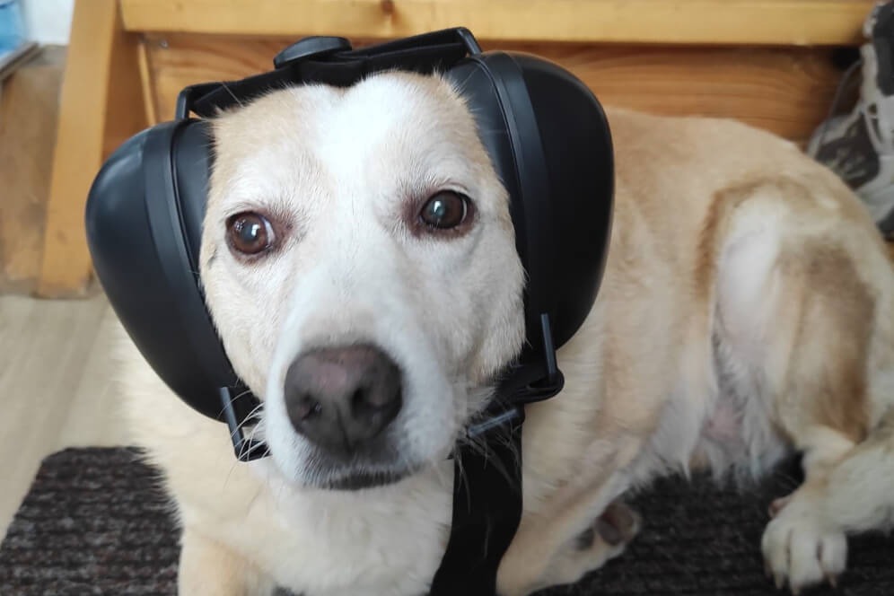 Căști Antifonice pentru Câini: Protecție Eficientă Împotriva Zgomotelor