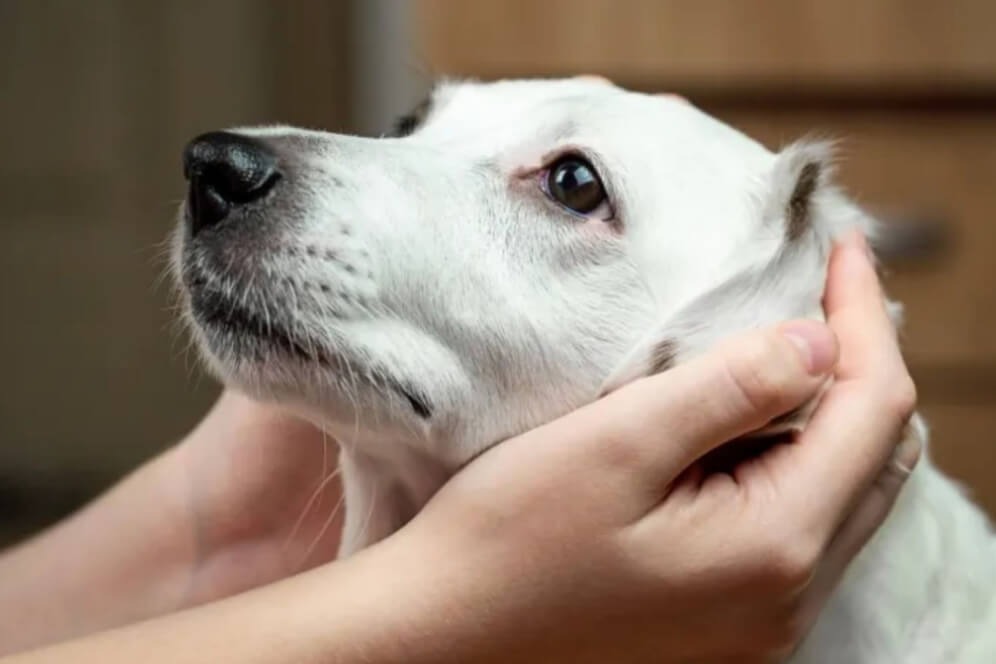 Câinele tău și căștile antifonice: Trucuri simple pentru acomodare