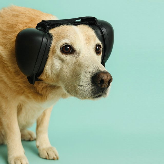 Antifoane protectie auz animale, dimensiune M, Negru [5]