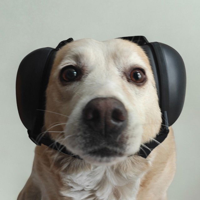 Antifoane protectie auz animale, dimensiune M, Negru [3]