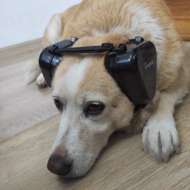 Casti antifonice pentru caini, talie medie si mare, Empria, Negru [13]