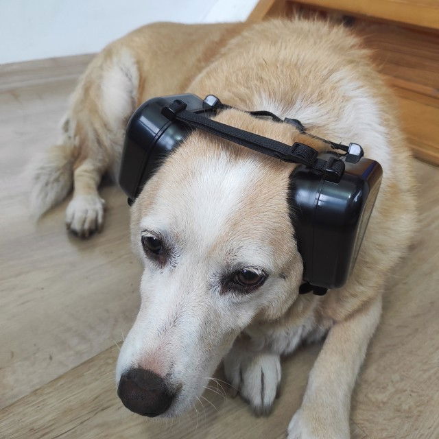 Casti antifonice pentru caini, talie medie si mare, Empria, Negru [2]