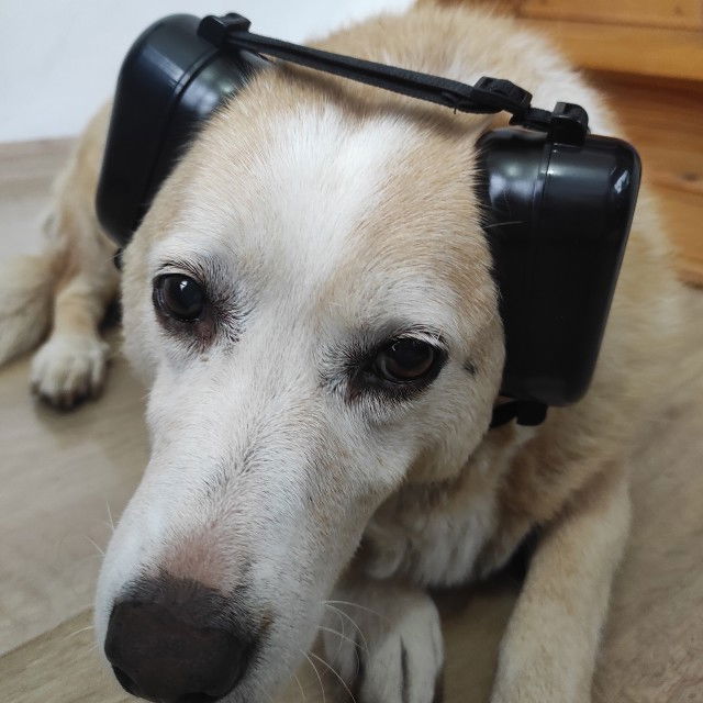 Casti antifonice pentru caini, talie medie si mare, Empria, Negru [17]