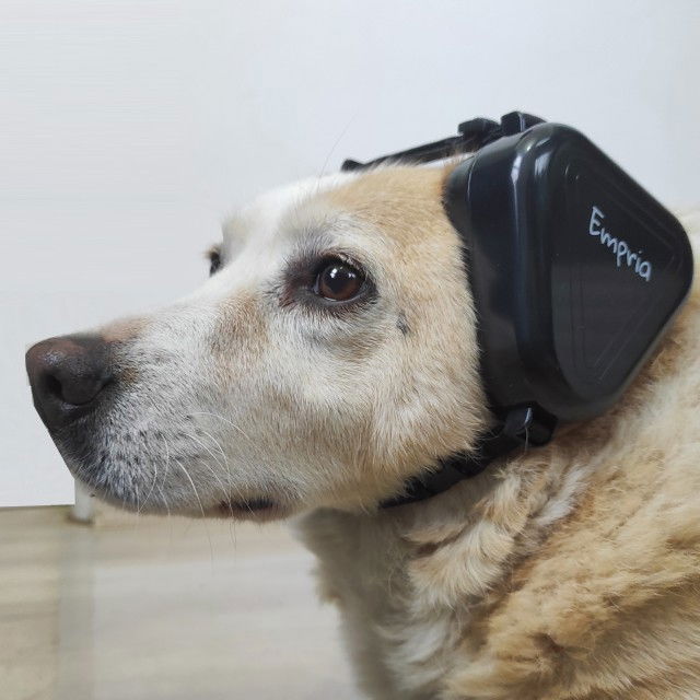 Casti antifonice pentru caini, talie medie si mare, Empria, Negru [16]