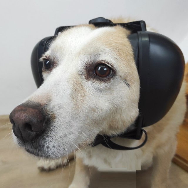 Casti antifonice pentru catei, protectie auz animale, dimensiune L, Negru [1]