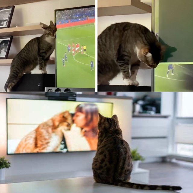 Protectie impotriva daramarii televizorului, ancorare TV, protectie cutremur, chingi din nailon si metal, Empria [6]