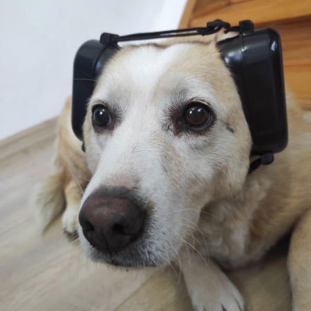 Casti antifonice pentru caini, talie medie si mare, Empria, Negru [9]