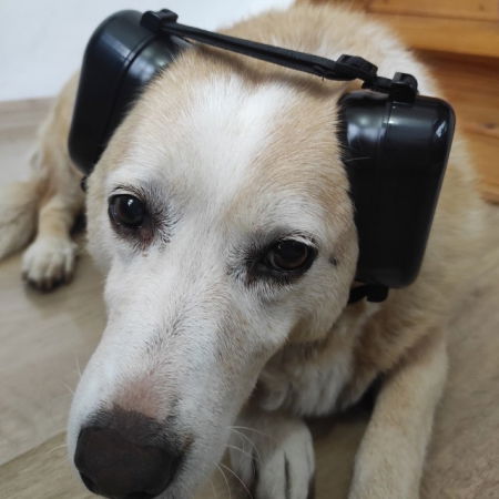 Casti antifonice pentru caini, talie medie si mare, Empria, Negru [16]