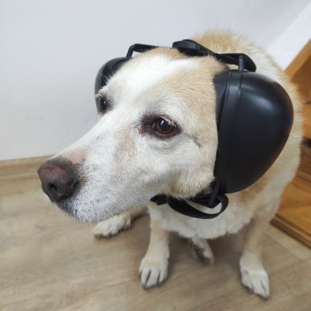 Casti antifonice pentru catei, protectie auz animale, dimensiune L, Negru [6]