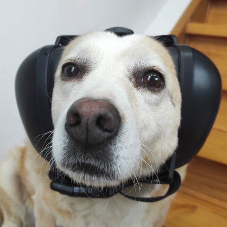 Casti antifonice pentru catei, protectie auz animale, dimensiune L, Negru [7]