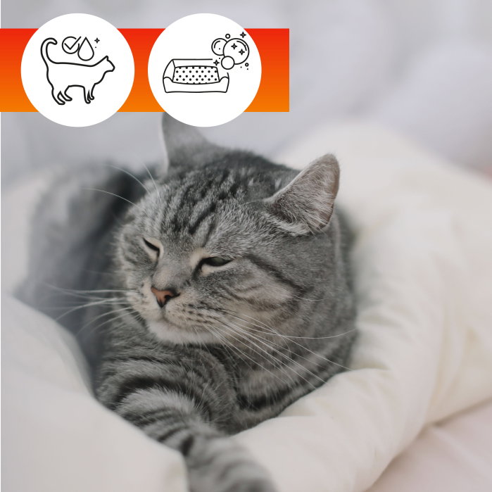 Solutie curatare tesaturi pentru animale de companie OA Pets Fabrics Cleaner 500 ml - ExpoMob [3]