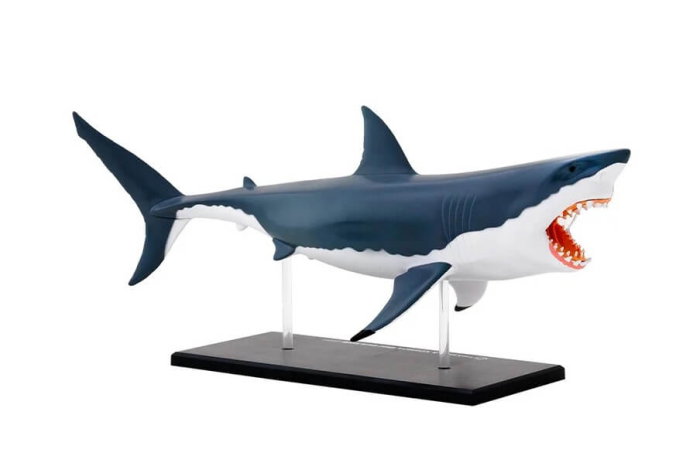 Set educativ Anatomia animalelor: Rechinul Alb [4]