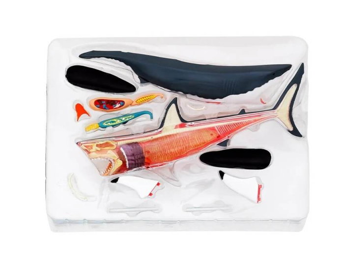 Set educativ Anatomia animalelor: Rechinul Alb [3]