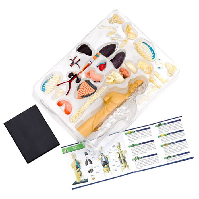Set educativ STEM - Anatomia corpului uman [3]