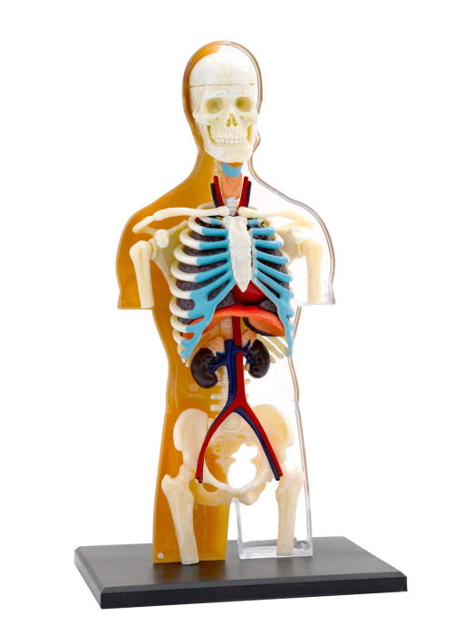 Set educativ STEM - Anatomia corpului uman [4]