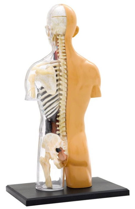 Set educativ STEM - Anatomia corpului uman [5]