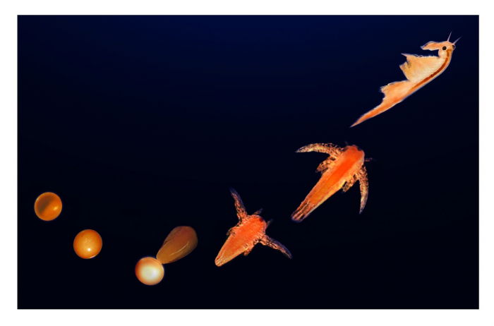 Set educativ STEM - Aqua Dragons - Habitat Lumea subacvatica [9]