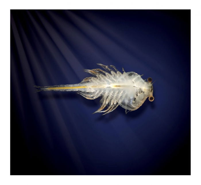 Set educativ STEM - Aqua Dragons - Habitat Lumea subacvatica [8]