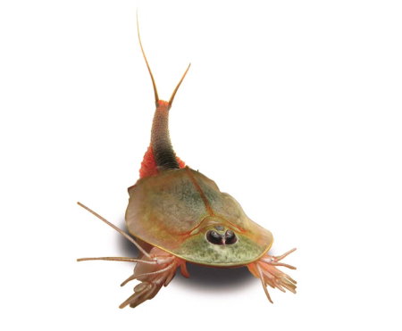 Resigilat - Set educativ STEM - Lumea crustaceelor [1]