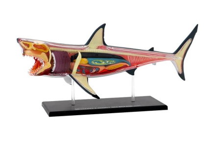 Set educativ Anatomia animalelor: Rechinul Alb [4]