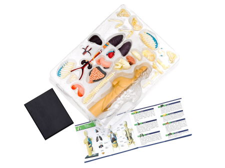 Set educativ STEM - Anatomia corpului uman [4]