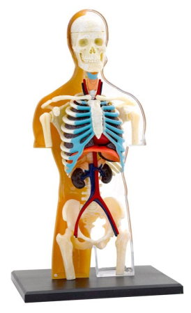 Set educativ STEM - Anatomia corpului uman [3]