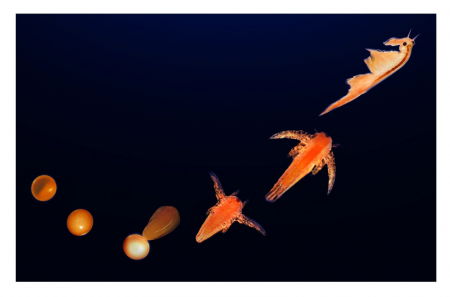 Set educativ STEM - Aqua Dragons - Habitat Lumea subacvatica [8]