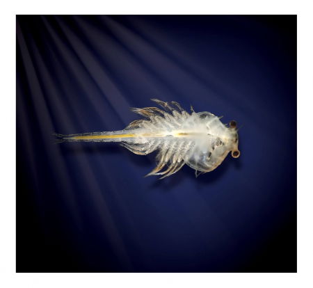 Set educativ STEM - Aqua Dragons - Habitat Lumea subacvatica [7]