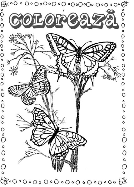 Fluturi - carte de colorat [2]
