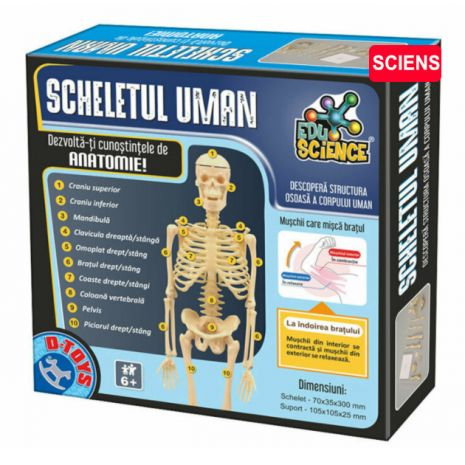 Scheletul uman #76939 [1]